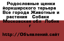 Родословные щенки йоркширского терьера - Все города Животные и растения » Собаки   . Московская обл.,Лобня г.